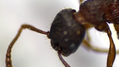 Myrmica latifrons