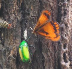 Byblia anvatara acheloia
