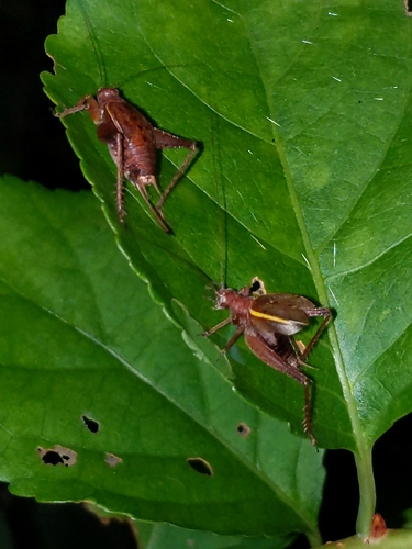 Restless Bush Cricket photo 6