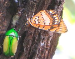 Byblia anvatara acheloia