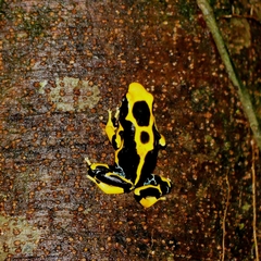 Dendrobates tinctorius