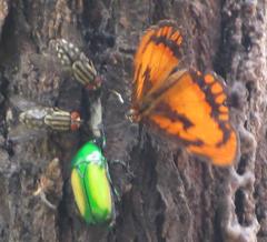 Byblia anvatara acheloia