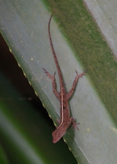 Anolis cristatellus