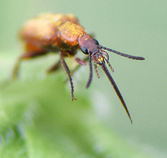 Gnathium minimum
