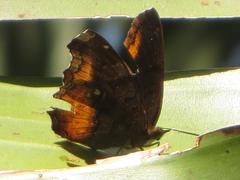Eurytela dryope angulata