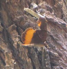 Eurytela dryope angulata