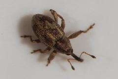 Anthonomus quesnelensis