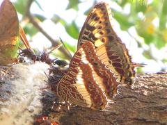 Charaxes brutus natalensis