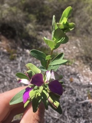 Polygala myrtifolia