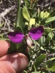 Polygala myrtifolia