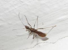 Dulichius