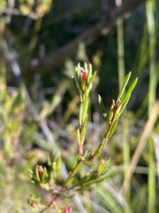 Darwinia biflora
