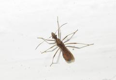 Dulichius