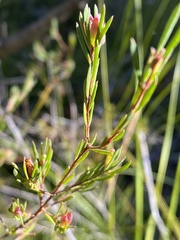 Darwinia biflora