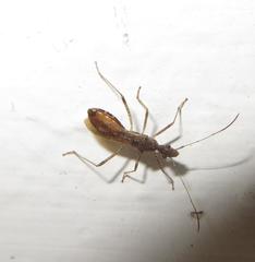 Dulichius