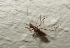 Dulichius