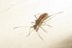 Dulichius