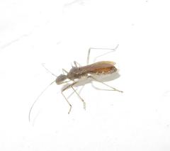 Dulichius