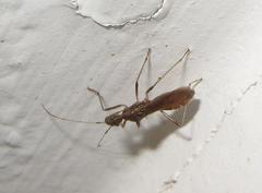 Dulichius