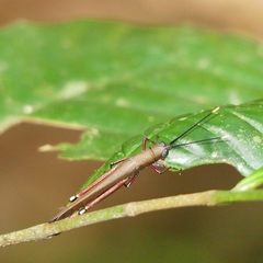 Copiocera