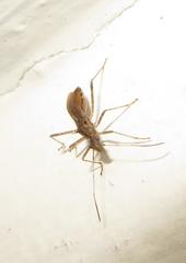 Dulichius