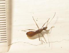 Dulichius