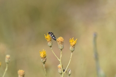 Acmaeodera gibbula