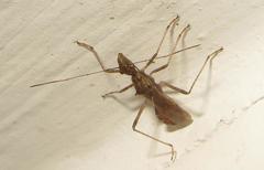 Dulichius