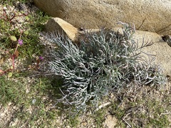 Porophyllum maritimum