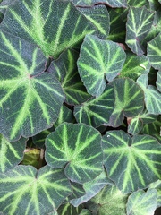 Begonia solimutata