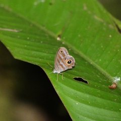 Chloreuptychia hewitsonii