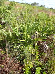 Solidago virgata