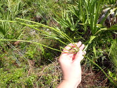 Solidago virgata