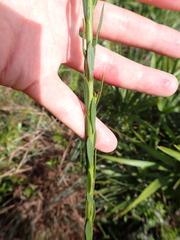 Solidago virgata