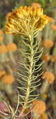 Athanasia vestita