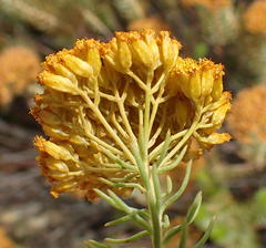 Athanasia vestita