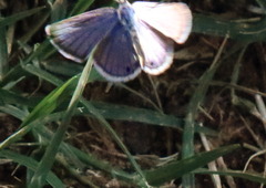 Echinargus