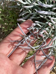 Porophyllum maritimum