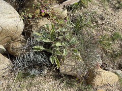 Porophyllum maritimum
