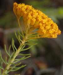 Athanasia vestita