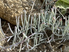 Porophyllum maritimum