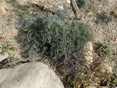 Porophyllum maritimum