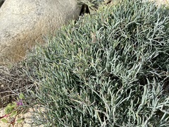 Porophyllum maritimum