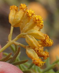 Athanasia vestita