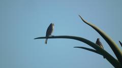 Crithagra gularis gularis