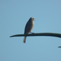 Crithagra gularis gularis