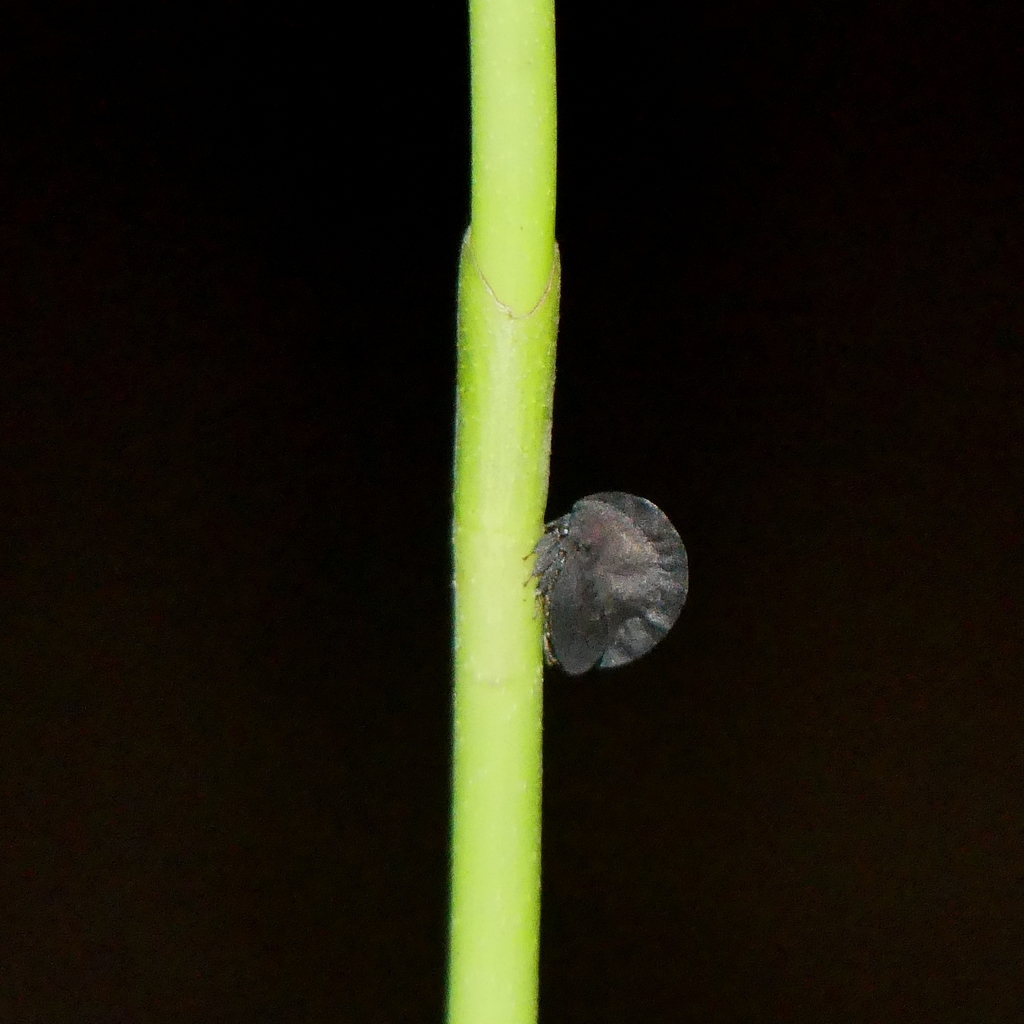 Membracis foliatafusca