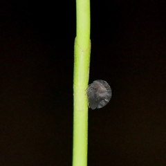 Membracis foliatafusca