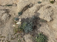 Porophyllum maritimum