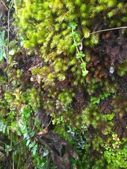 Dendroligotrichum dendroides